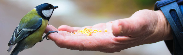 kohlmeise frisst aus hand